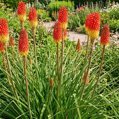 (Vuurpijl) Kniphofia uvaria