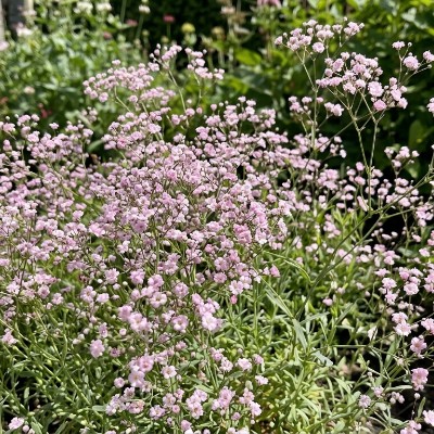 (Gipskruid) Gypsophila pacifica