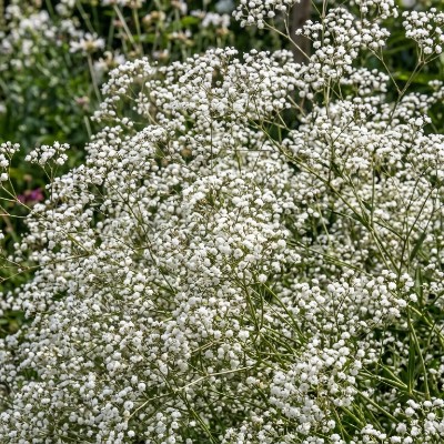 (Gipskruid) Gypsophila paniculata