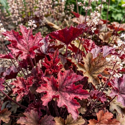 (Purperklokje) Heuchera Melting Fire