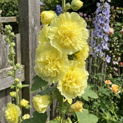 (Stokroos) Alcea Chater's Double Yellow