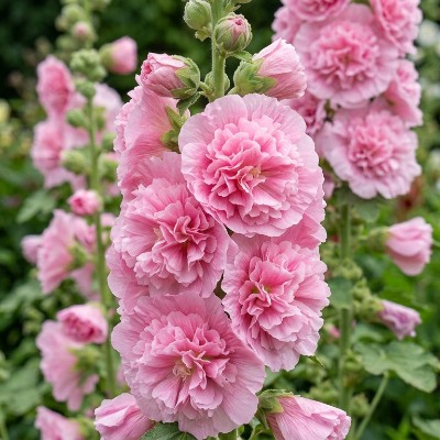 (Stokroos) Alcea Chater's Double Pink