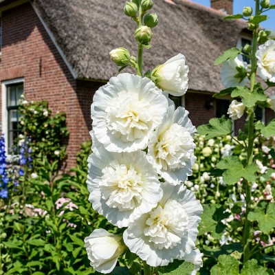 (Stokroos) Alcea Chater's Double White