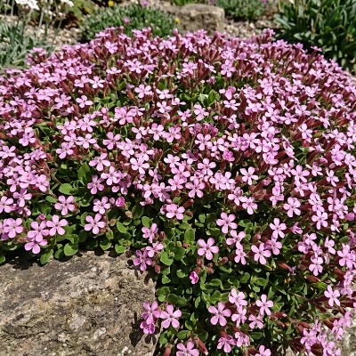 (Zeepkruid) Saponaria ocymoides