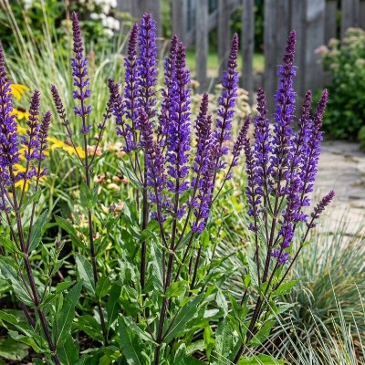 (Salie) Salvia Caradonna