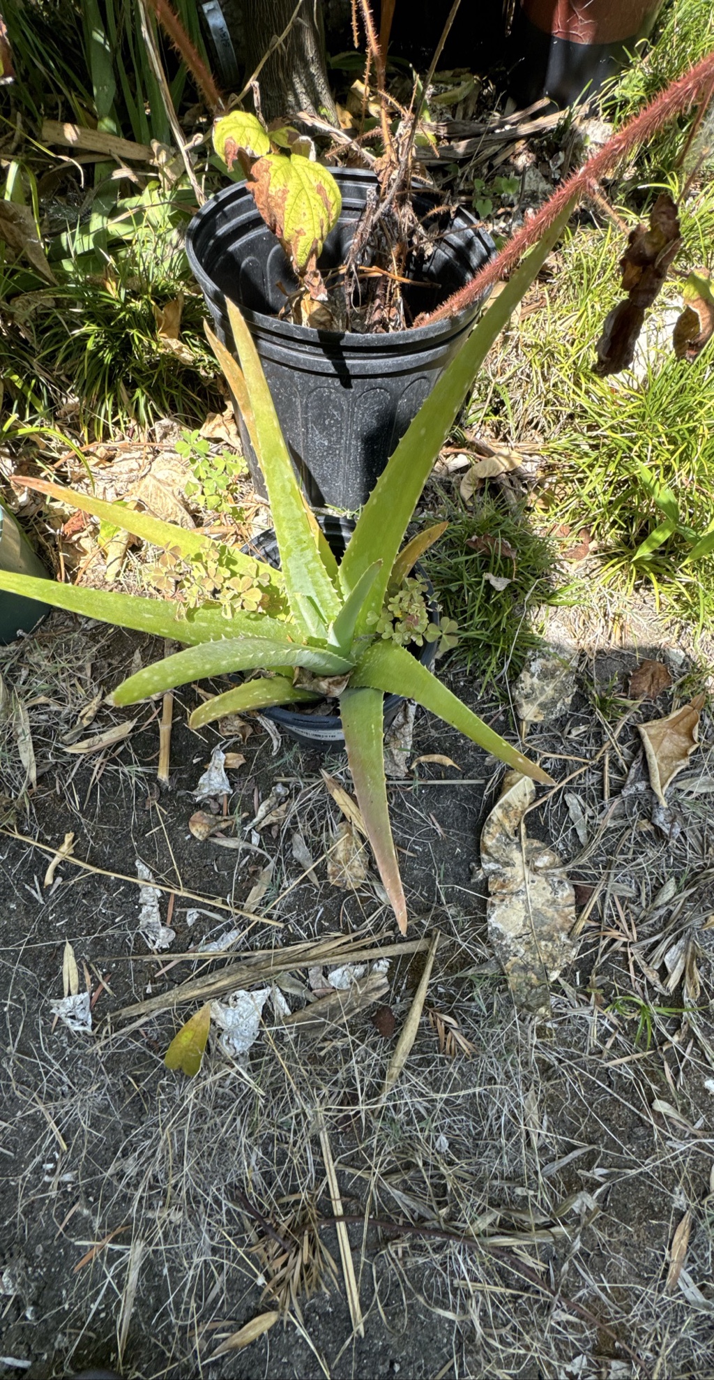 Aloe Vera