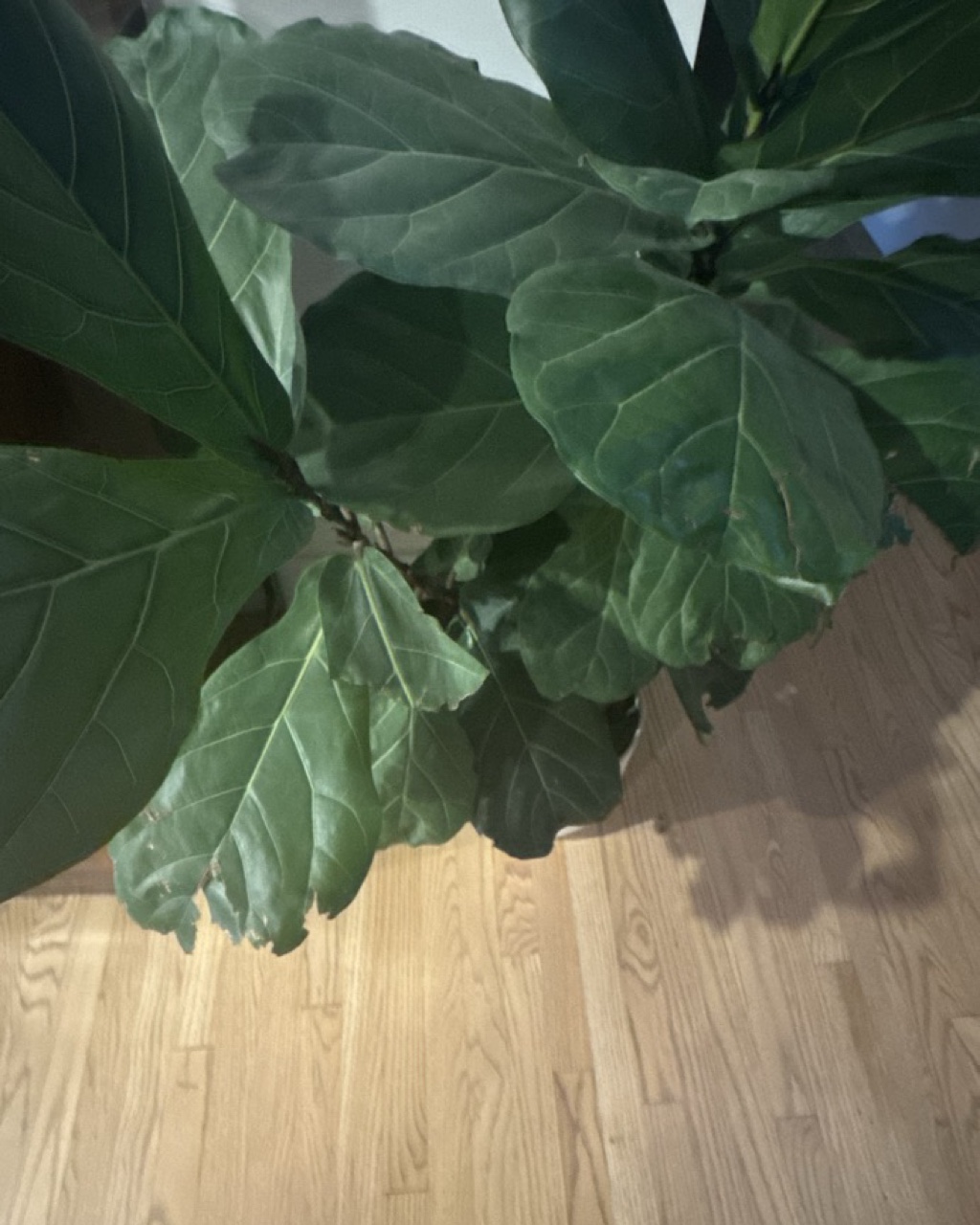 Fiddle Leaf Fig