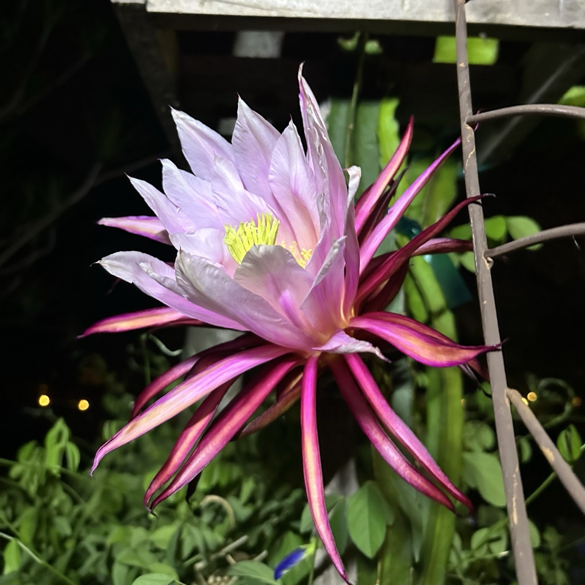 Asunta 5 Paco
 dragon fruit photo 2