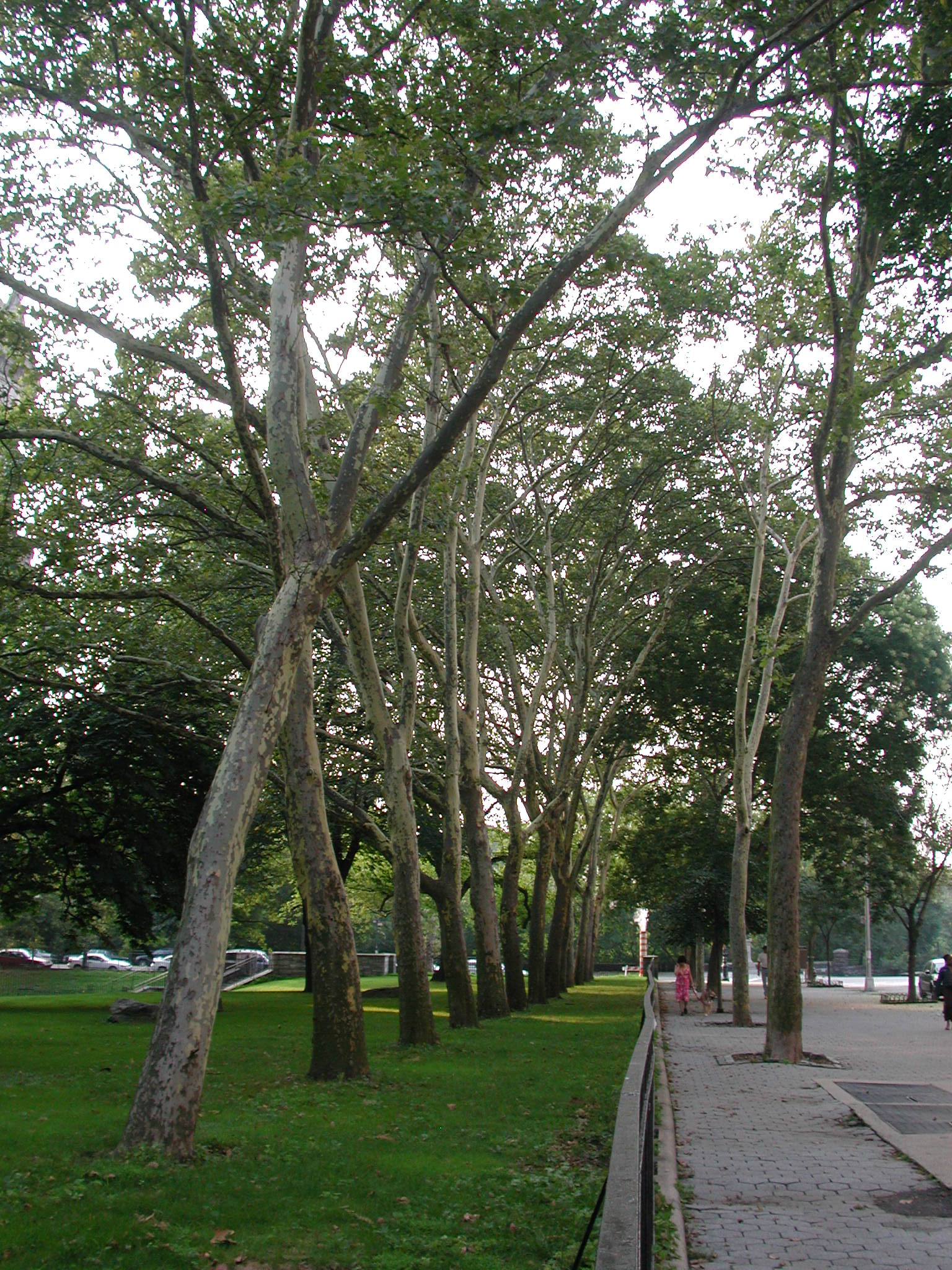 Platanus x acerifolia