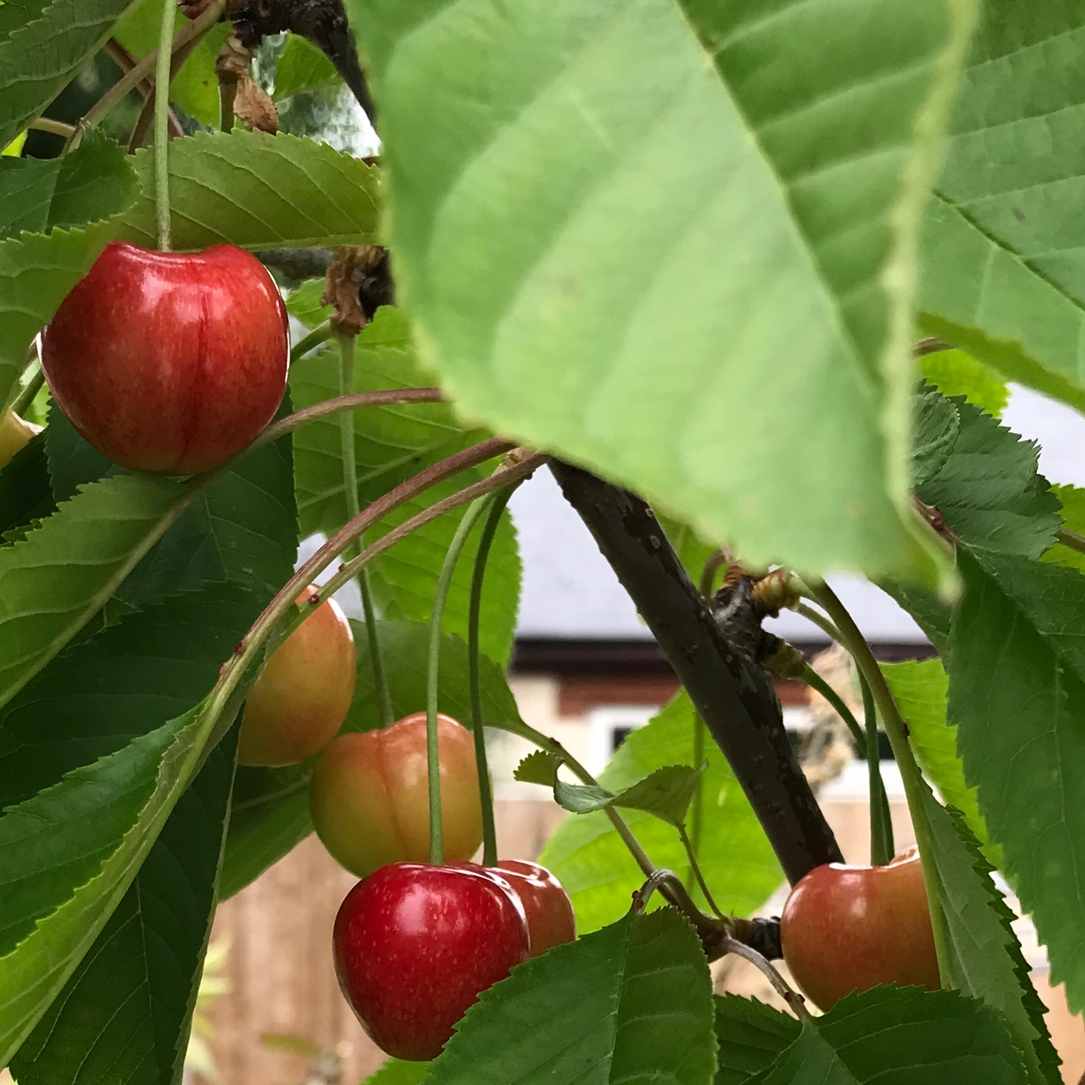 Cherry profile picture