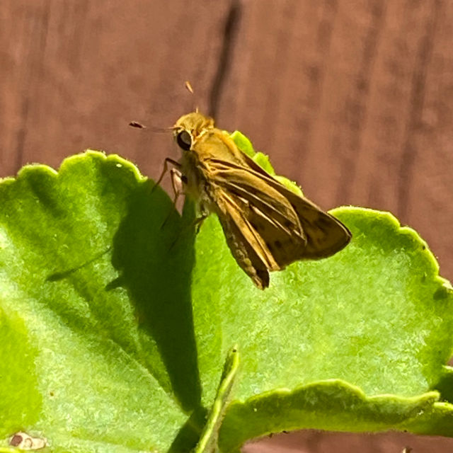 Roséanne profile picture