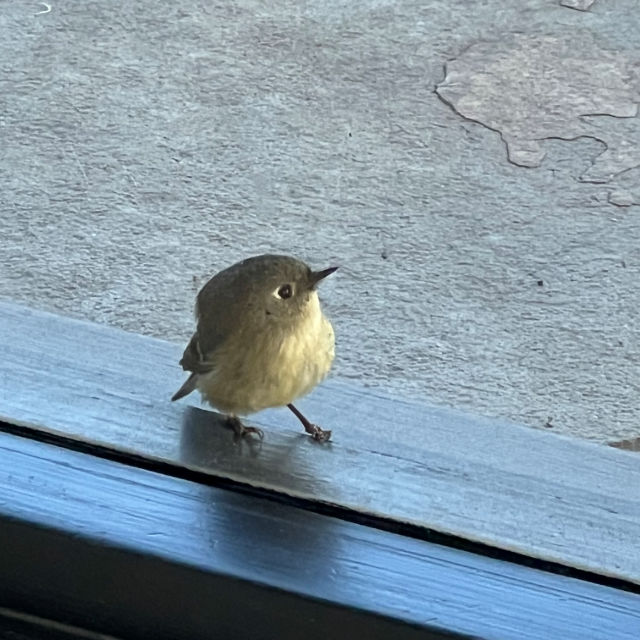 Birdie 🐧🐦🐤 profile picture