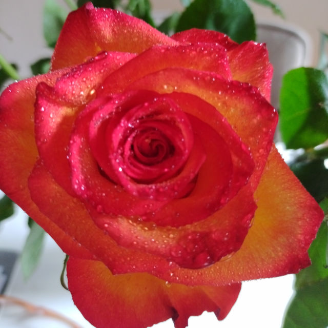 Red rose🌹🌿☀️🇨🇭 profile picture