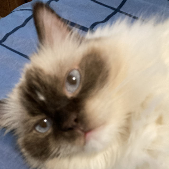 Coco 🇨🇦✝️ profile picture