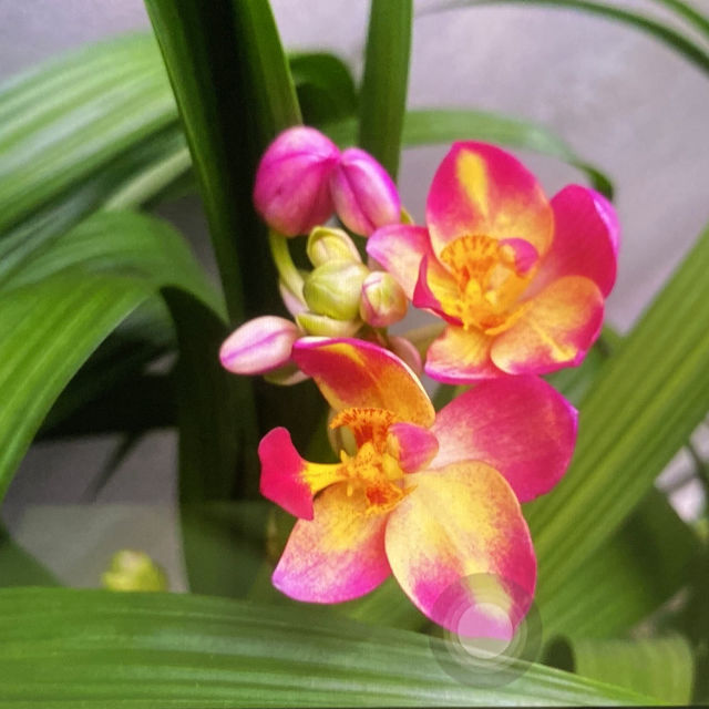 Orchid profile picture