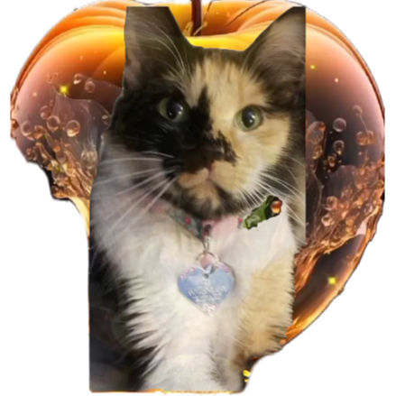Gil profile picture