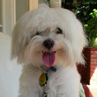 Terry V Bush profile picture