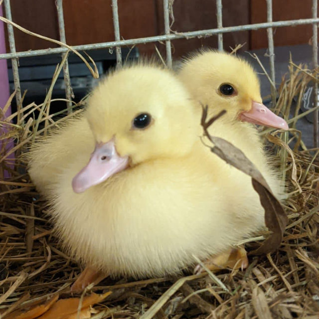 DuckDuck profile picture
