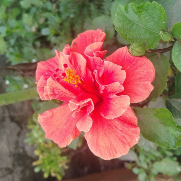 Nisha Thakur profile picture