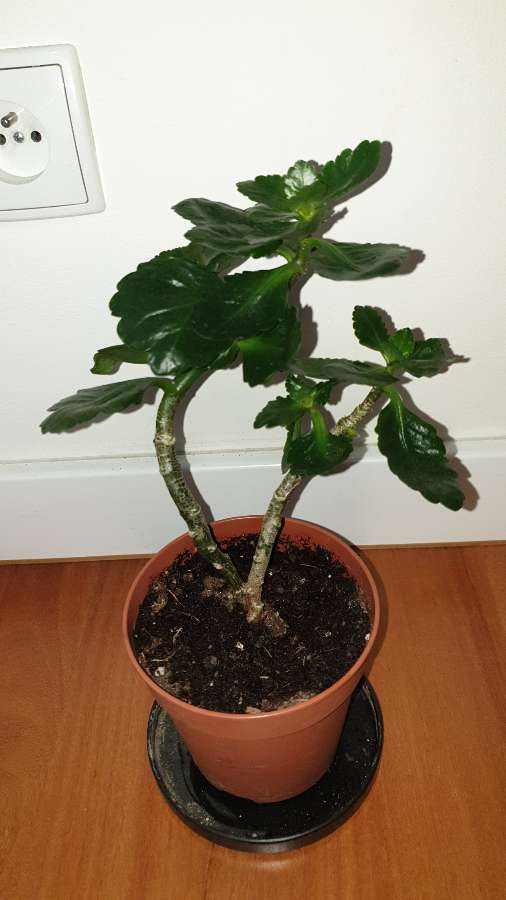 Kalanchoe kwitnący na pomarańczowo, Średnica doniczki 12cm 3