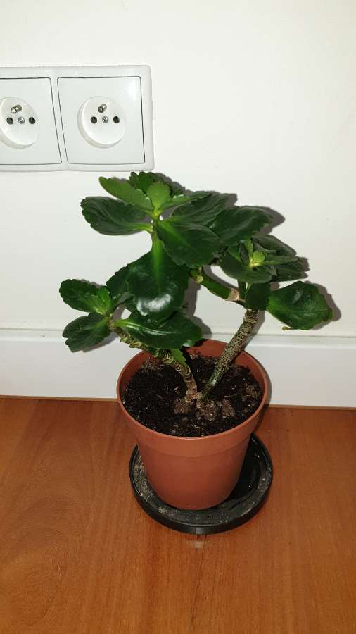Kalanchoe kwitnący na pomarańczowo, Średnica doniczki 12cm 2