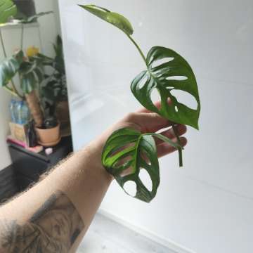 Monstera monkey mask - Szczepki