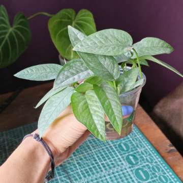 Epipremnum cebu blue