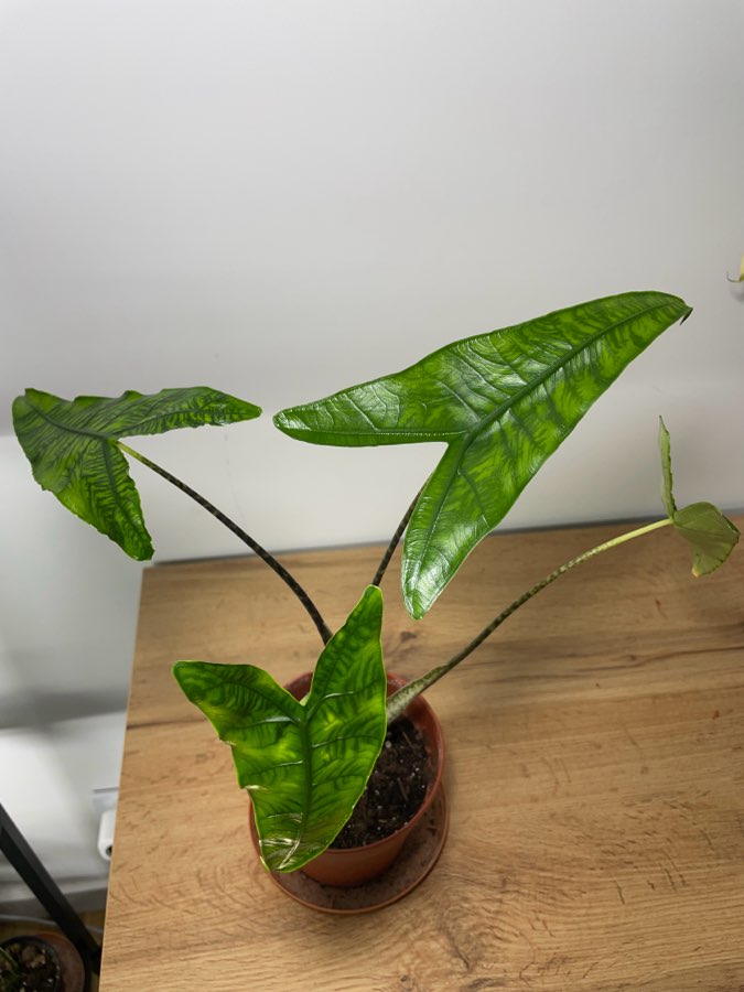 Alocasia Reticulata 2