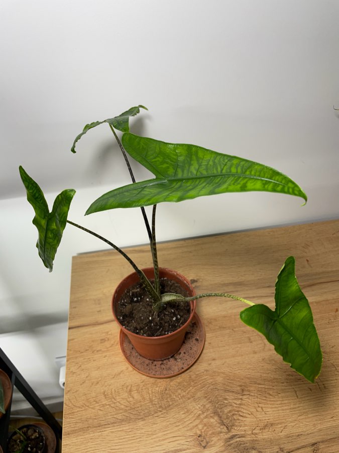 Alocasia Reticulata 3
