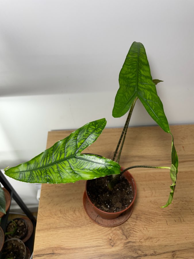 Alocasia Reticulata 4