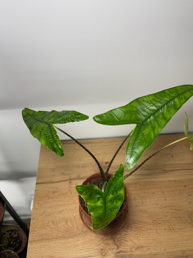 Alocasia Reticulata 5