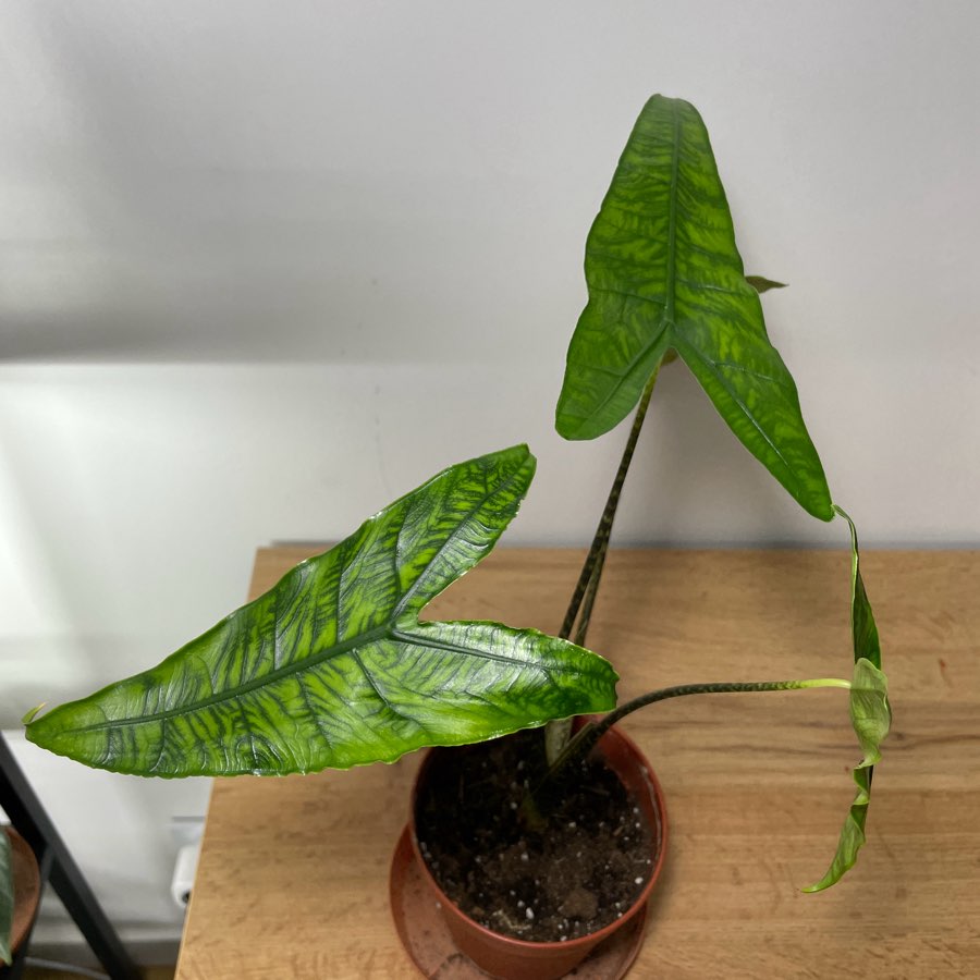 Alocasia Reticulata