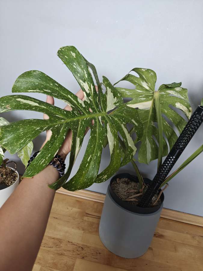 Monstera thai 2