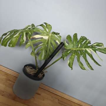 Monstera thai