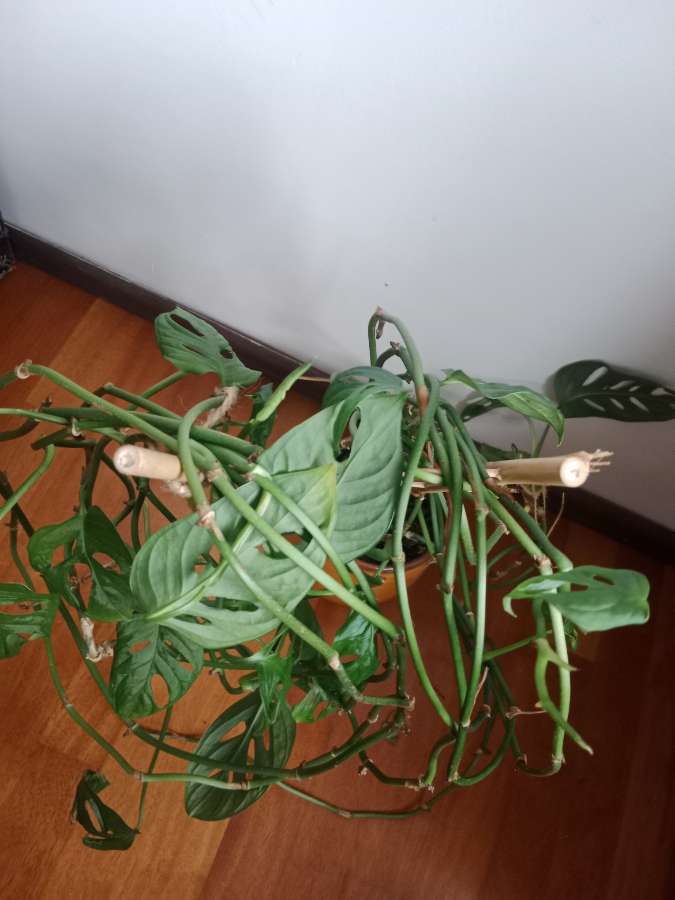 Monstera adasonii 3