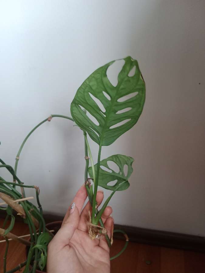 Monstera adasonii 2