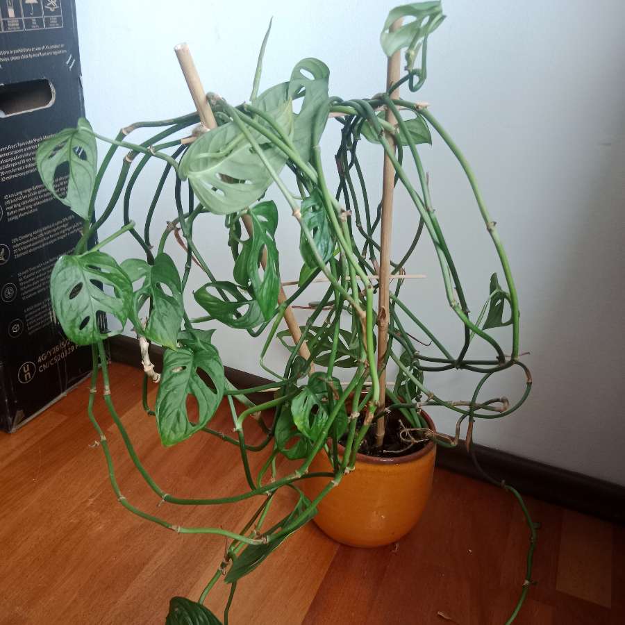 Monstera adasonii