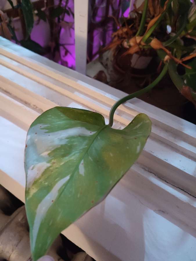 Rośliny kolekcjonerskie, obrazkowate, do oddania, przędziorek 2