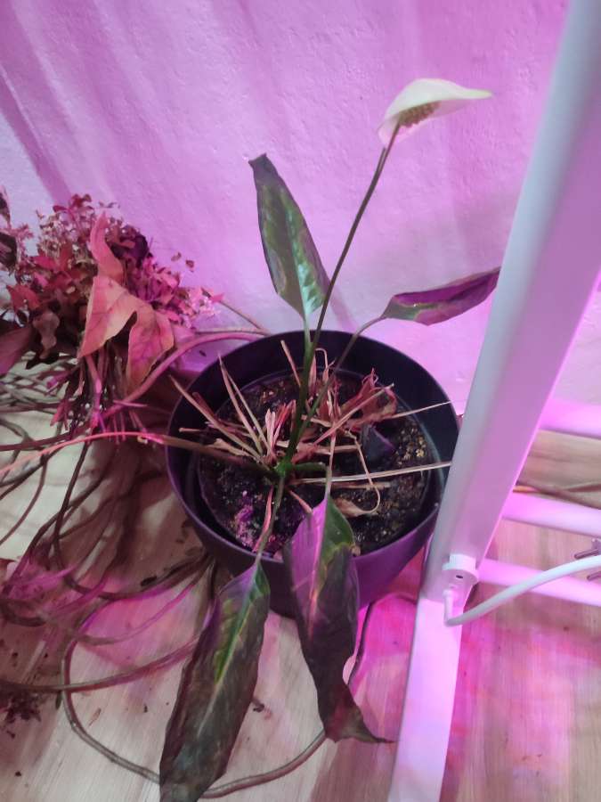 Rośliny kolekcjonerskie, obrazkowate, do oddania, przędziorek 4