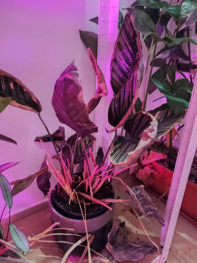 Rośliny kolekcjonerskie, obrazkowate, do oddania, przędziorek 3