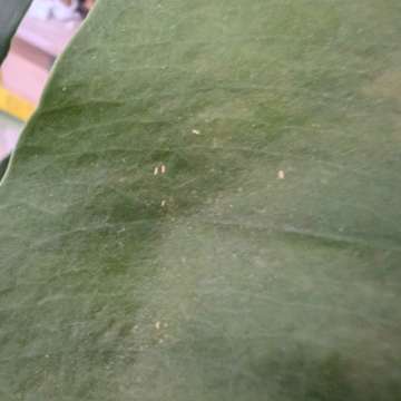 Rośliny kolekcjonerskie, obrazkowate, do oddania, przędziorek