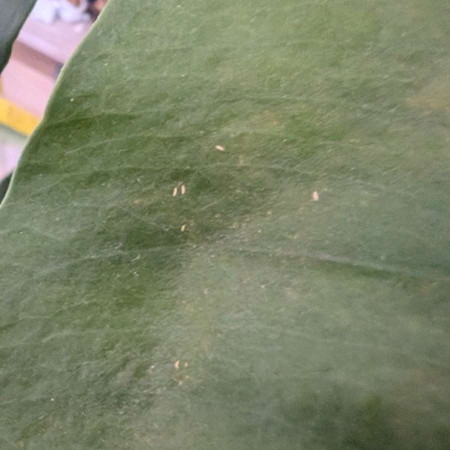 Rośliny kolekcjonerskie, obrazkowate, do oddania, przędziorek