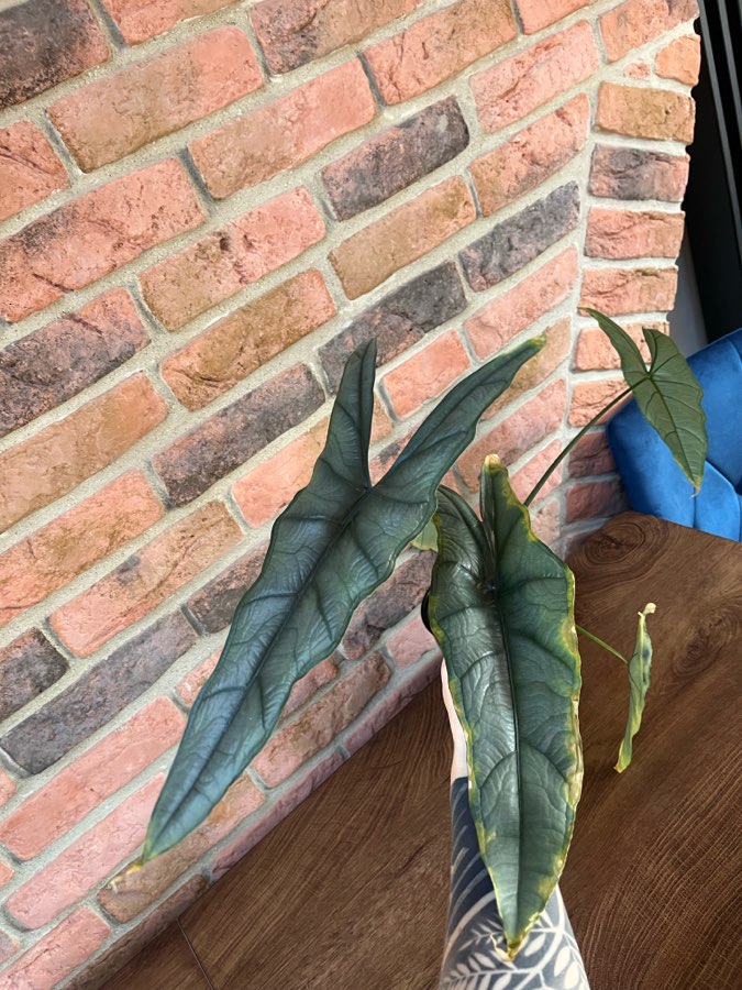 Alocasia Dragon Breath 5