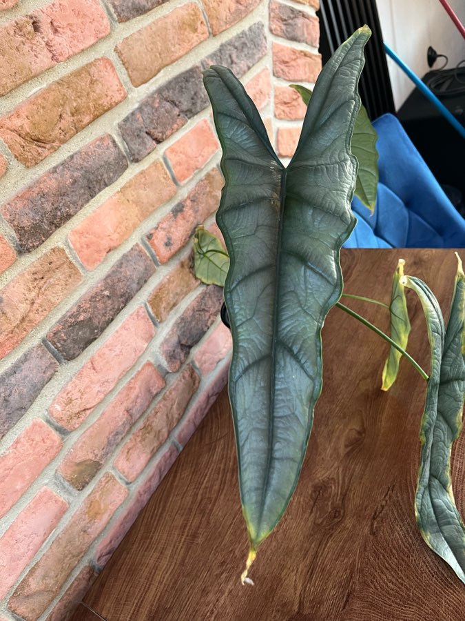 Alocasia Dragon Breath 3
