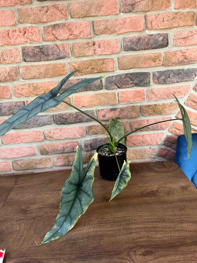 Alocasia Dragon Breath 4