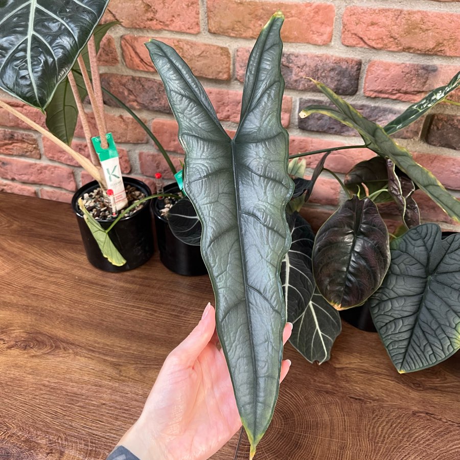 Alocasia Dragon Breath