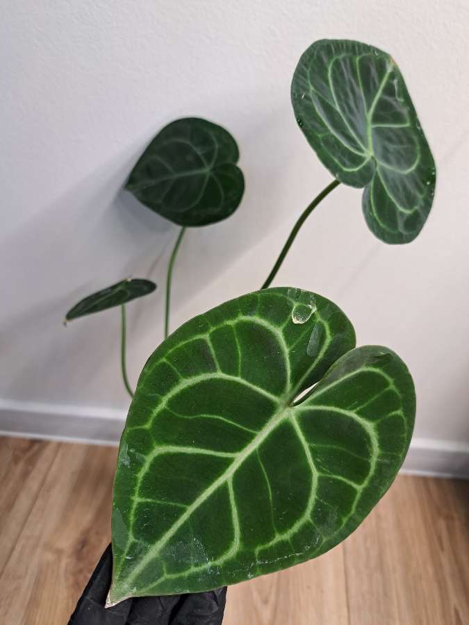 Anthurium clarinervium x regale 2