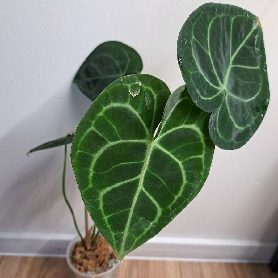 Anthurium clarinervium x regale