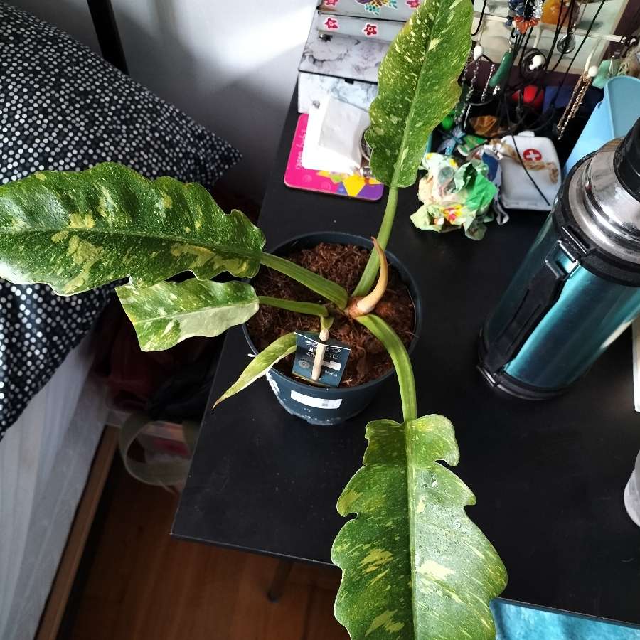 Philodendron ring of fire