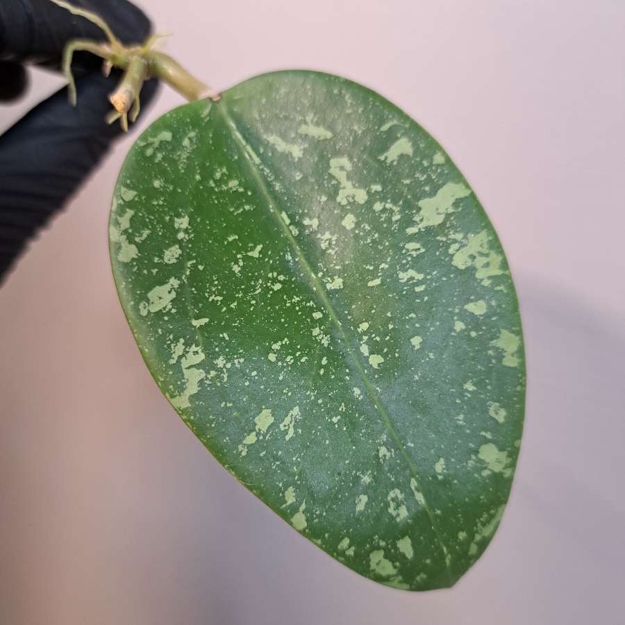 Hoya parasitica lao